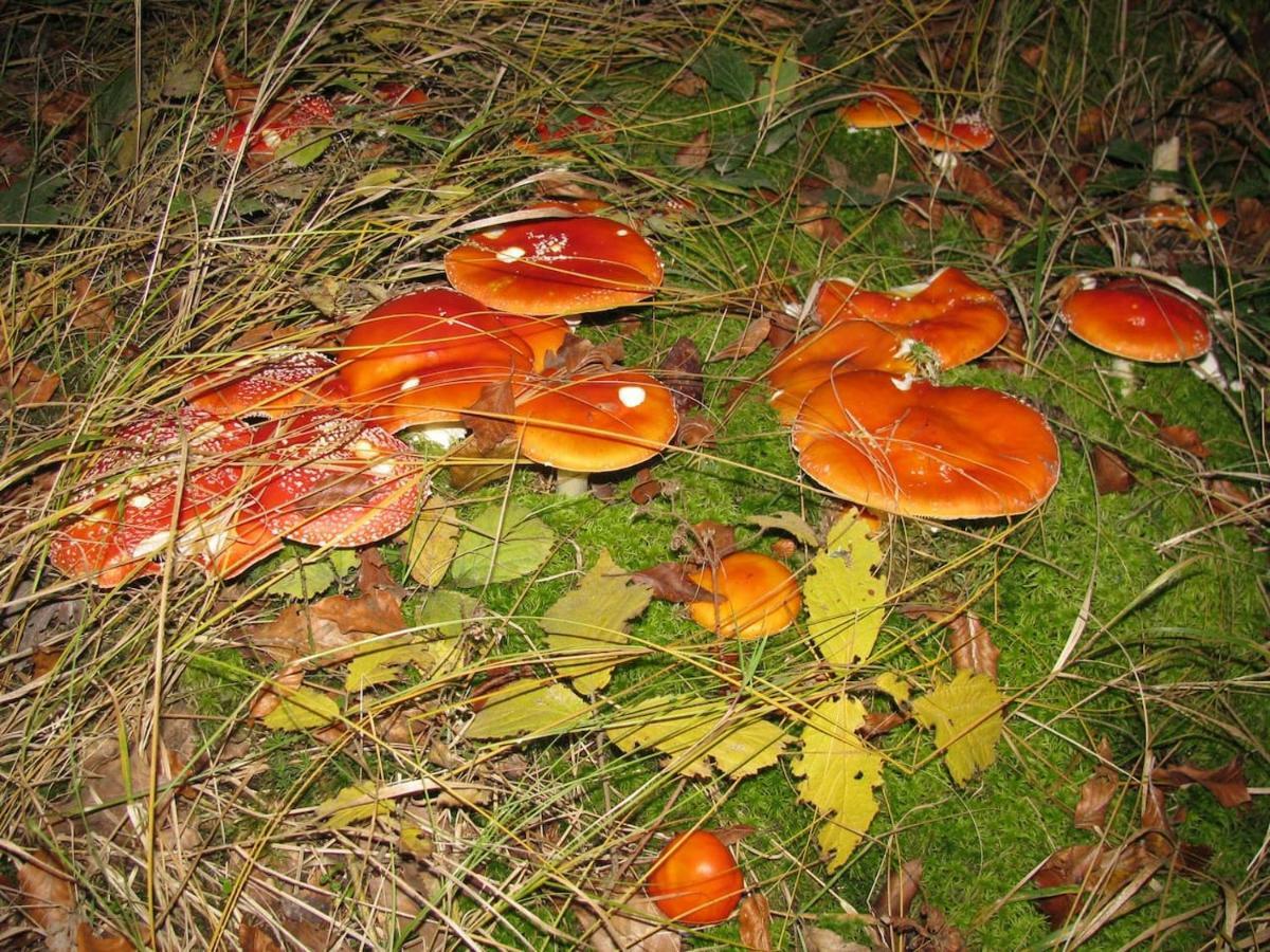 Obora 827 Nova Bystrice Villa Buitenkant foto